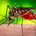 LIRAa aponta crescimento de 100% da dengue