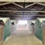 Polícia apreende 41 cavalos que estavam em haras de  Valdevan Noventa
