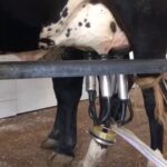 Produção de leite em Sergipe bate recorde; camarão fica estável