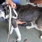 Aracaju inicia campanha antirrábica para cães e gatos