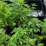 Polícia flagra cultivo de maconha e detém suspeito por tráfico