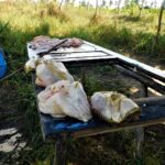 Polícia Civil flagra abatedouro clandestino em Itaporanga D’Ajuda