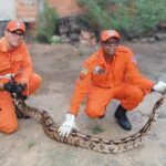 Cobra de mais de dois metros é resgatada pelos bombeiros