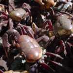 Semana começa com andada de caranguejo Uçá