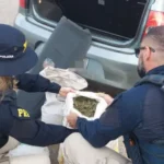 Motorista é preso por transportar no porta-malas 15 kg de maconha na BR-235
