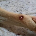 Acusado de disparos contra cachorros é indiciado pela Polícia Civil