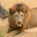 Léo o leão,  morreu aos 19 anos no Zoológico de Aracaju