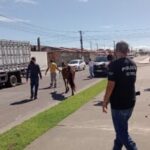 Delegacia Especial de Proteção Animal e Meio Ambiente (Depama) registrou mais de 50 procedimentos policiais relacionados a resgates de animais