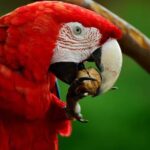 A Policia Militar e o Pelotão de Polícia Ambiental (PPAmb) de Aracaju fizeram a apreensão de sete aves silvestres