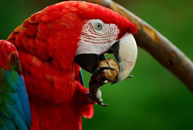 A Policia Militar e o Pelotão de Polícia Ambiental (PPAmb) de Aracaju fizeram a apreensão de sete aves silvestres