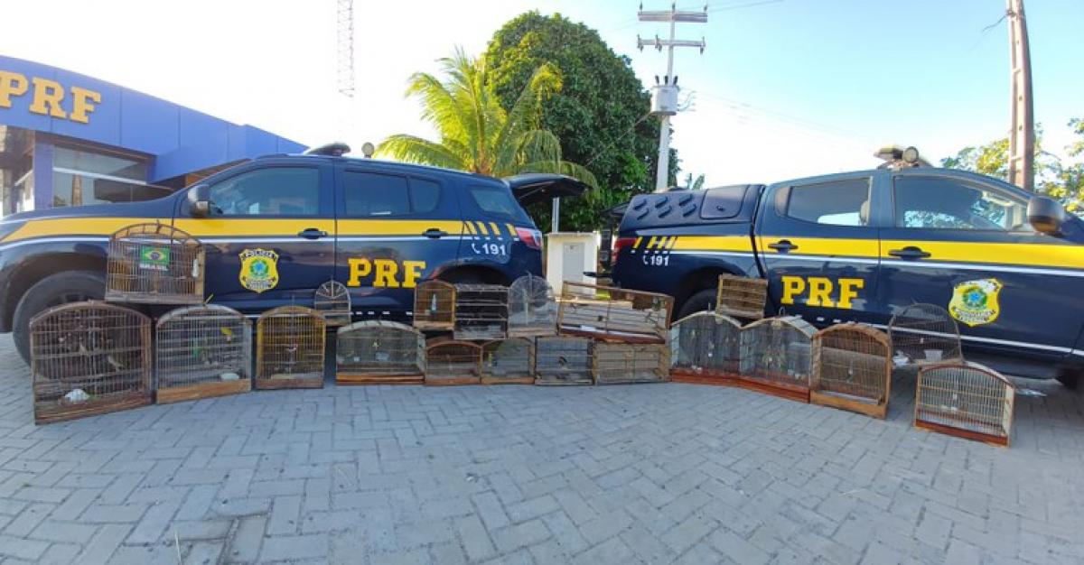 Operação da PRF resgata mais de 20 pássaros silvestres em Cristinápolis Operação da PRF resgata mais de 20 pássaros silvestres em Cristinápolis