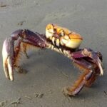 O período de defeso do caranguejo-uçá teve início nesta sexta-feira