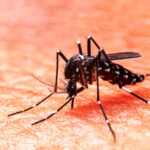 SUS lança estratégia de vacina contra a dengue para os Estados