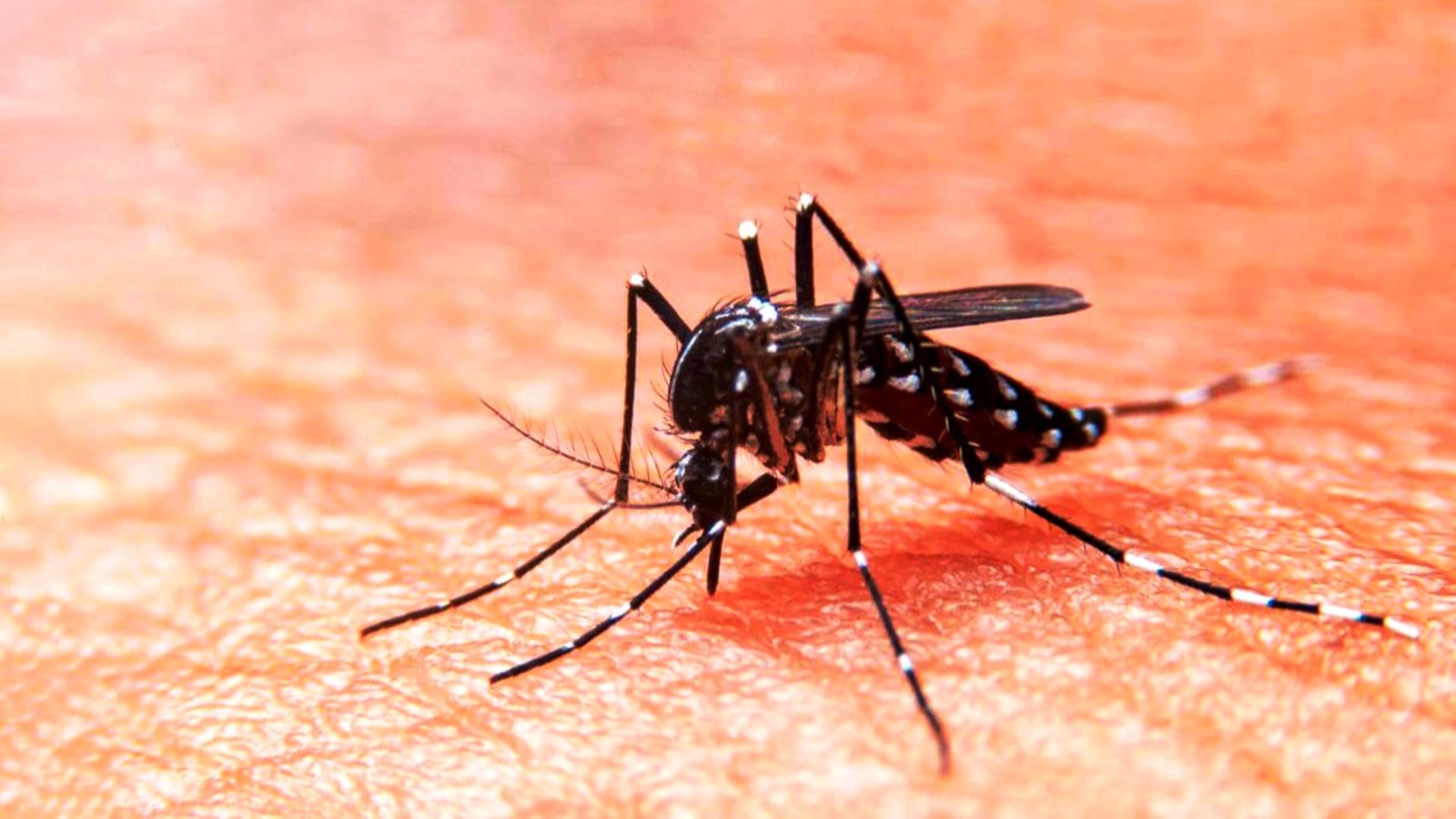 SUS lança estratégia de vacina contra a dengue para os Estados SUS lança estratégia de vacina contra a dengue para os Estados