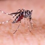 Vacinas contra o virus da dengue chegaram ao Brasil