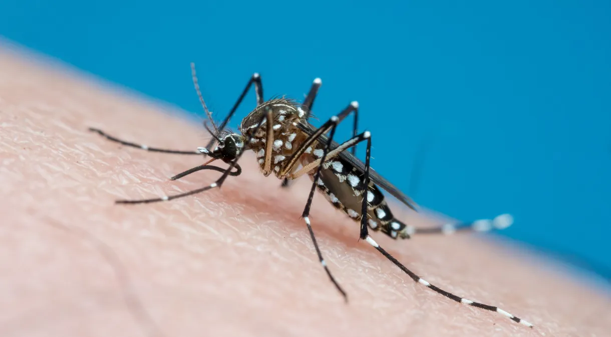 Casos de dengue crescem 40% em todo o Brasil Casos de dengue crescem 40% em todo o Brasil