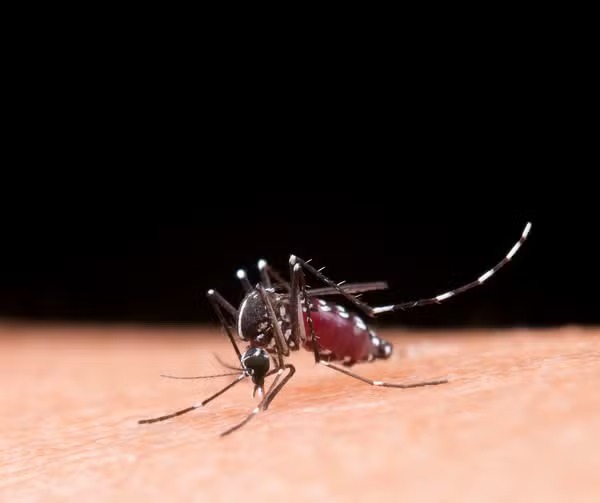 Vacina contra a dengue foi ampliada e oito municípios de Sergipe serão beneficiados. Vacina contra a dengue foi ampliada e oito municípios de Sergipe serão beneficiados.