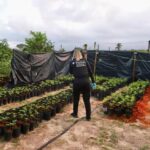 Membros de associação liberada para cultivar maconha foram presos.