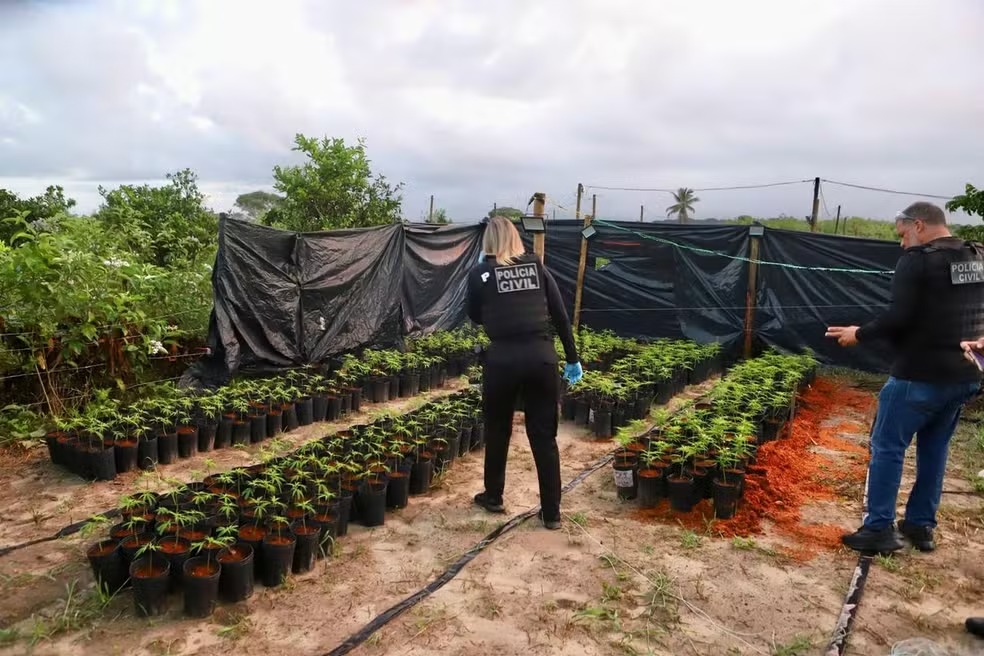 Membros de associação liberada para cultivar maconha foram presos.