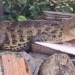Terceiro jacaré resgatado em Aracaju este mês