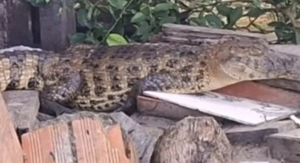 Terceiro jacaré resgatado em Aracaju este mês Terceiro jacaré resgatado em Aracaju este mês