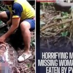 Cobra píton gigante mata mulher na Indonésia