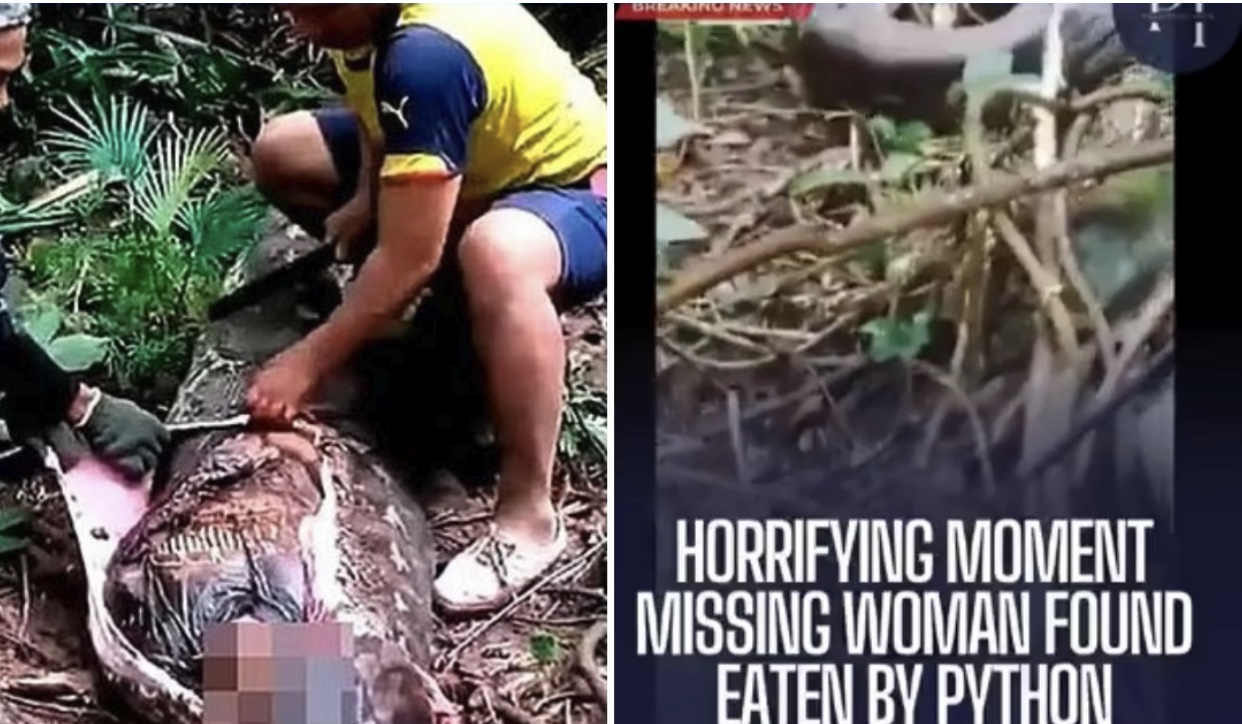 Cobra píton gigante mata mulher na Indonésia