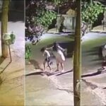 Tia agride sobrinha após ela tocar campainha de uma residência e sair correndo