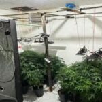 Homem é preso em flagrante por manter plantação de maconha em sua casa