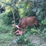 Homem é atacado por vaca após tentar abusar sexualmente do animal