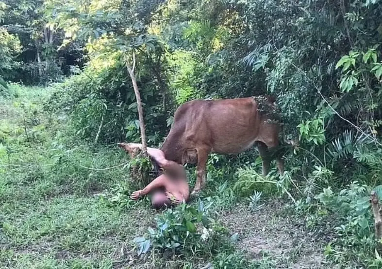 Homem é atacado por vaca após tentar abusar sexualmente do animal