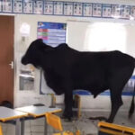 Boi Invade escola escola e deixa crianças feridas