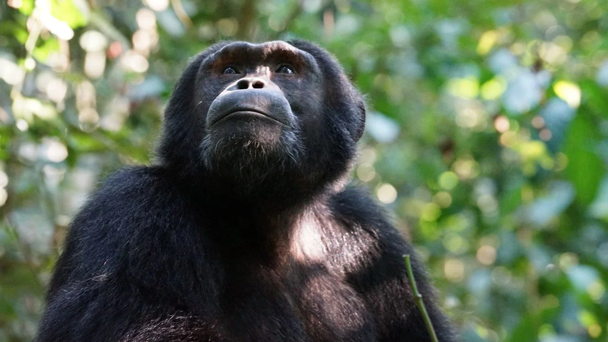 Chimpanzé mata bebê de oito meses e arranca os órgãos da menina Chimpanzé mata bebê de oito meses e arranca os órgãos da menina