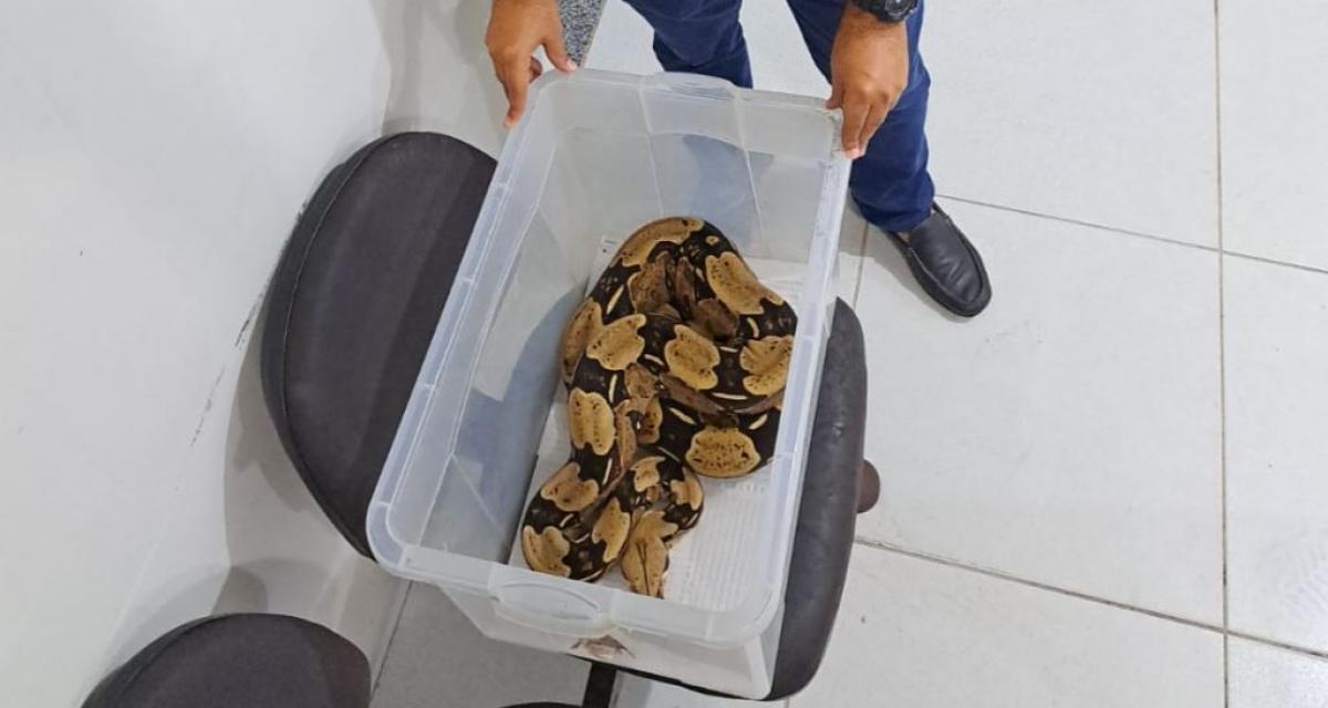Tutor de cobra que caiu de prédio em Aracaju irá responder por crime ambiental Tutor de cobra que caiu de prédio em Aracaju irá responder por crime ambiental