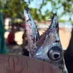 Cardume de peixe-espada ataca e fere banhistas em praia
