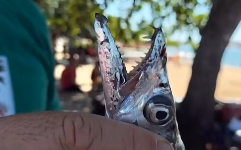 Cardume de peixe-espada ataca e fere banhistas em praia Cardume de peixe-espada ataca e fere banhistas em praia