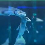 Sereia profissional é mordida por peixe gigante em aquário