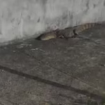 Jacaré é capturado andando pelas ruas de Aracaju