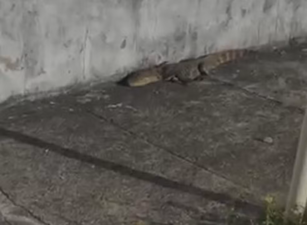 Jacaré é capturado andando pelas ruas de Aracaju
