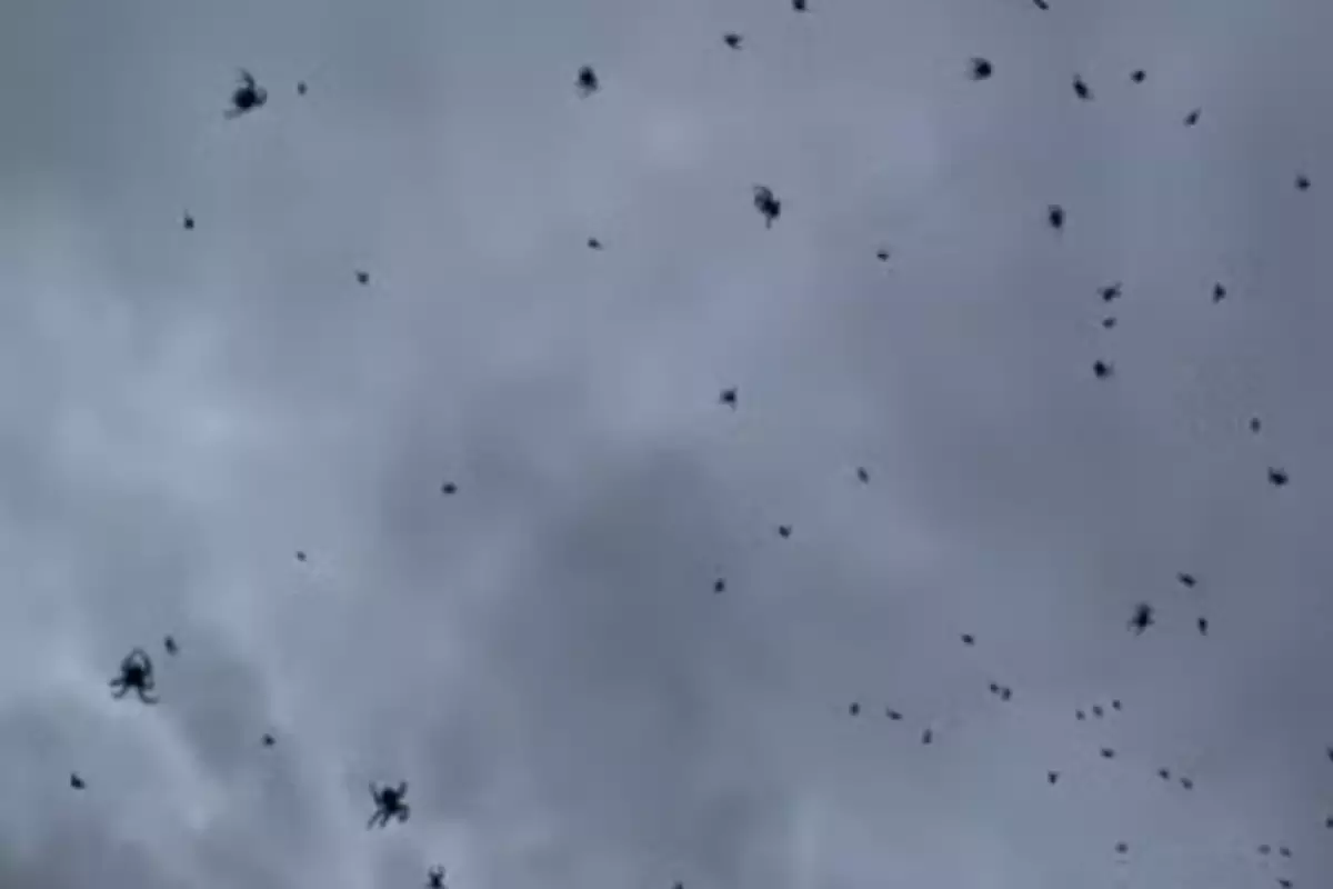 Município mineiro é atingido por “chuva” de aranhas