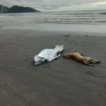 Cachorro fica ao lado do corpo de seu tutor que morreu afogado em praia de SC