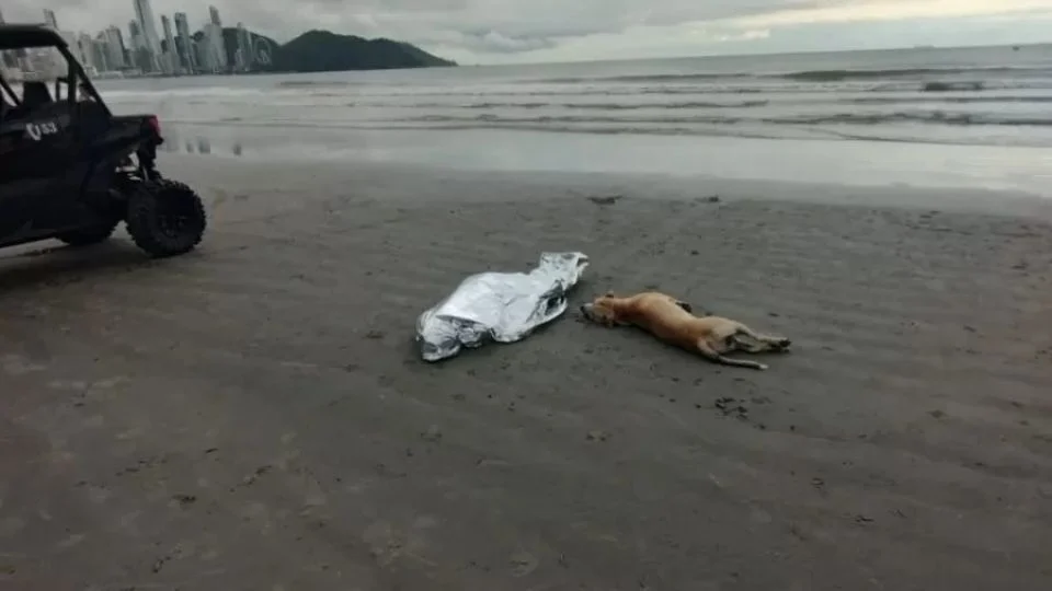 Cachorro fica ao lado do corpo de seu tutor que morreu afogado em praia de SC Cachorro fica ao lado do corpo de seu tutor que morreu afogado em praia de SC