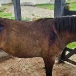 Animal é resgatado após ser atingido com disparos de arma de fogo
