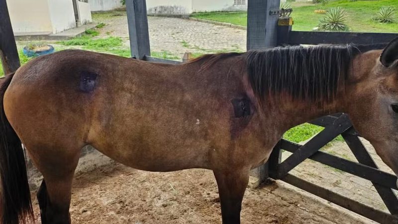 Animal é resgatado após ser atingido com disparos de arma de fogo Animal é resgatado após ser atingido com disparos de arma de fogo