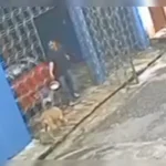 Idoso é flagrado jogando água quente em vira-lata caramelo no PA