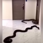 Cobras são usadas como protesto contra barulhos em prédio da tailândia