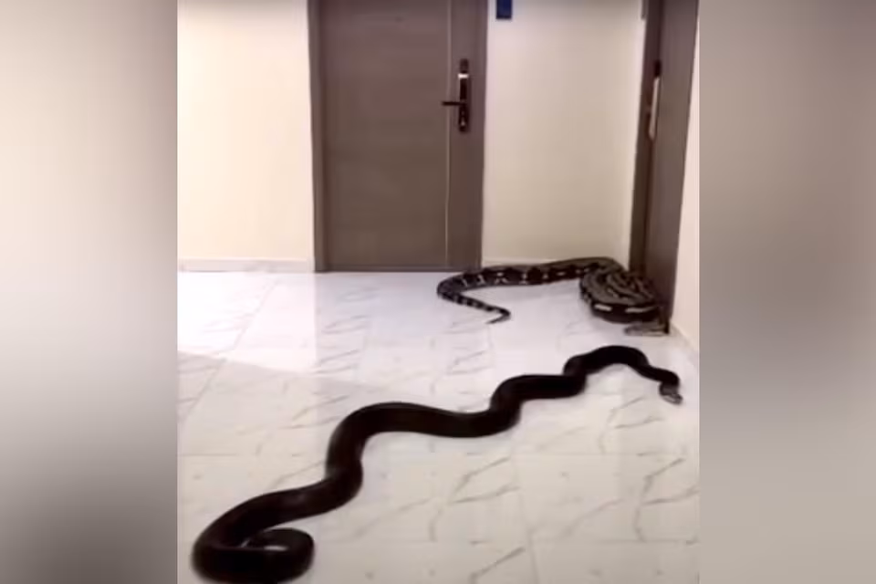 Cobras são usadas como protesto contra barulhos em prédio da tailândia Cobras são usadas como protesto contra barulhos em prédio da tailândia