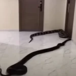 Morador solta cobras em prédio como protesto contra cachorros barulhentos do vizinho