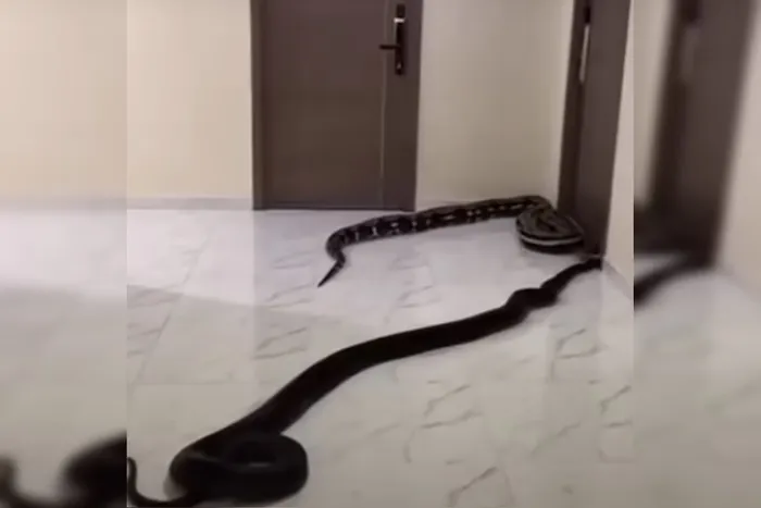 Morador solta cobras em prédio como protesto contra cachorros barulhentos do vizinho