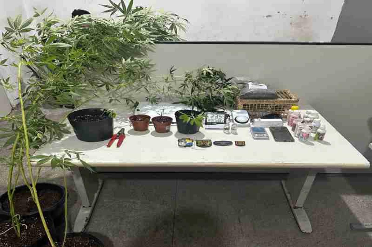 Mulher é presa por suspeita de cultivar maconha em Aracaju Mulher é presa por suspeita de cultivar maconha em Aracaju